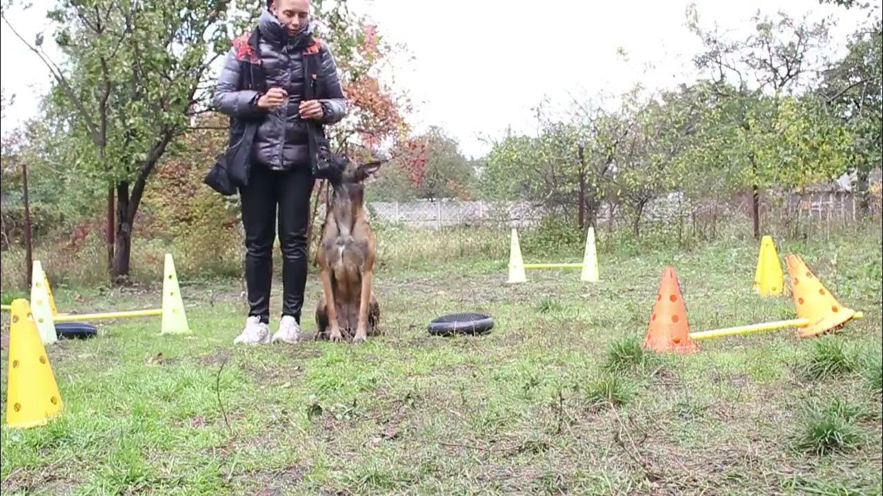 Рядом Важные упражнения для дрессировки любой собаки - YouTube
