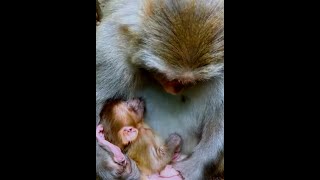 Heartbreaking Scene Grieving Monkey Mom Clings to Baby After Tragic Loss 🐒💔 by Allen me 1,062 views 3 months ago 3 minutes, 55 seconds