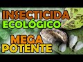 SÚPER INSECTICIDA CASERO FÁCIL  🐛 Pulgones, Moscas y Orugas | Eficaz para Plantas, Huerto y Jardín