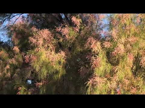 ازهار شجر الأثل بأملج ٣٠٢٢ ٧ ٣