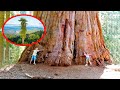 THE TALLEST TREES IN THE WORLD