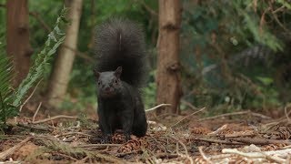 Black Squirrel at Beacon Hill Park by Dutchley 253 views 6 years ago 44 seconds