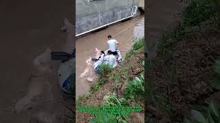 Livestock Heroes Rescuing Pigs In Flood Crisis