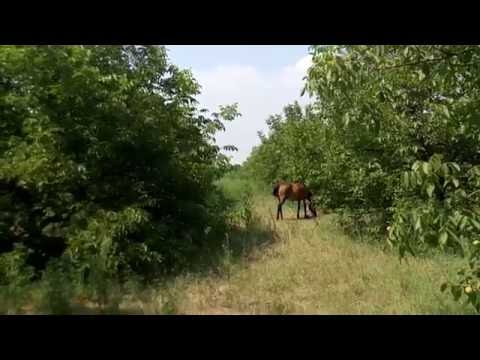 9 летний ореховый сад