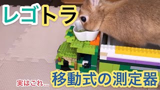 【体重測定】ネザーランドドワーフ1歳2ヶ月の体重 #236