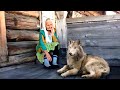 Бабуля осталась одна-одинешенька во всей деревне и стала увядать, пока не появился волк