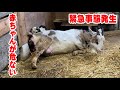 出産中に2度の緊急事態発生… 逆子でどうしたらいいかわからずパニックに　2022年4月29日 Goat Farm