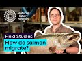 Salmon Life Cycle and Environmental Impact Quiz