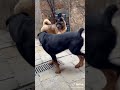 American akita attacks rottwelier real fight
