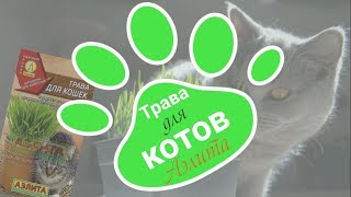 #1: КаК вЫрАсТиТь ТрАвУ ДЛЯ КОТОВ? /Я ВАС НАУЧУ! #1: КаК вЫрАсТиТь ТрАвУ ДЛЯ КОТОВ? /Я ВАС НАУЧУ!