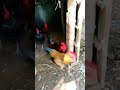 فرار خروس ها از لونه برای جفت گیری با مرغ ها Shorts Animal Viralshorts فرار خروس ها از لونه برای جفت گیری با مرغ ها Shorts Animal Viralshorts