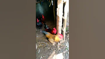 فرار خروس ها از لونه برای جفت گیری با مرغ ها Shorts Animal Viralshorts 