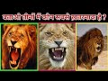 African Lion Asiatic Lion and Barbary Lion . Who is best ? दुनिया के तीन सबसे शक्तिशाली शेर कौन है?