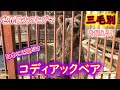 もはや怪獣!世界最大のヒグマ!コディアックベアが日本で唯一見れるクマ牧場が北海道にあるらしい・・・