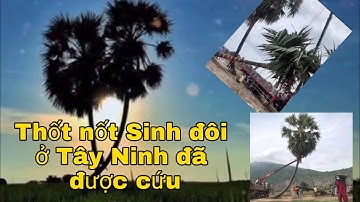 2 cây Thốt nốt Sinh đôi ở Tây Ninh đã được cứu