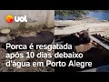 RS: Porca é resgatada no Rio Grande do Sul após &#39;dez dias debaixo d&#39;água&#39; perto do CT do Grêmio