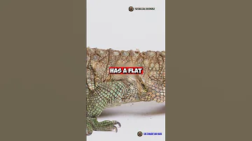 Caiman Lizard: The Lizard with a Croc-Like Armor! 🐊🦎