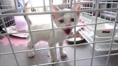ケージで鳴く猫 Youtube ケージで鳴く猫 Youtube