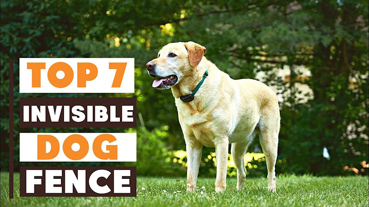 La mejor valla invisible para perros grandes: Guía definitiva