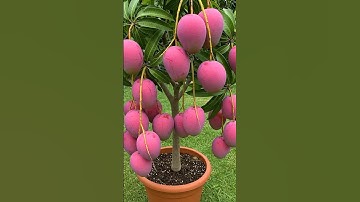 🌿MANGO Trees Are Easier to Propagate Than You Think #mango #shortvideos #gardening