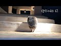 思いがけないところで出会った、ハリネズミ。 Ran into a hedgehog where I least expected to.