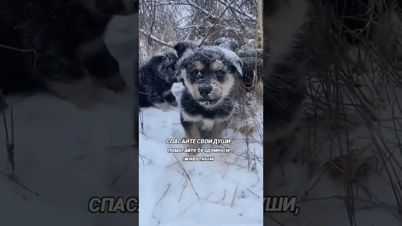 #помощьбездомным