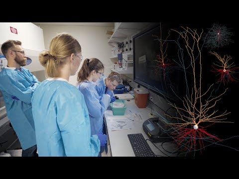 Allen Institute Shares First Open Database Of Live Human Brain Cells
