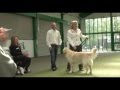 BEST DOG TRAINING WORKSHOPS BEST DOG TRAINING WORKSHOPS