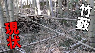 When I went to see the bamboo grove after a long time, it was in a