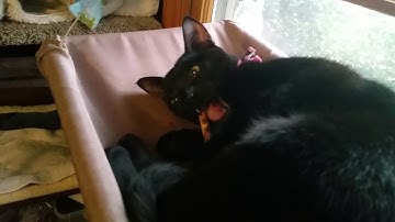 Kitty cat loves silver vine sticks more than catnip