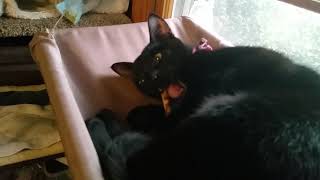Kitty cat loves silver vine sticks more than catnip by Becky Johnson - tinytowncatlady 315 views 6 years ago 2 minutes, 41 seconds
