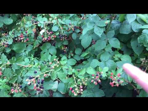 Video: Blueberry Thiab Raspberry Khov