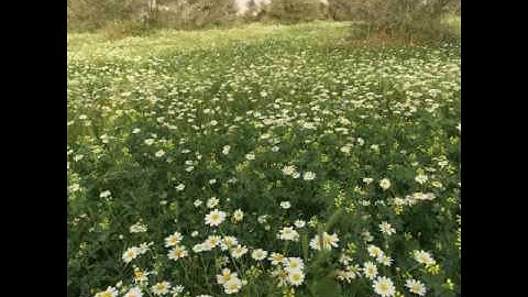 آيات من سورة البقرة للقارئ أحمد العنزي تراويح 38