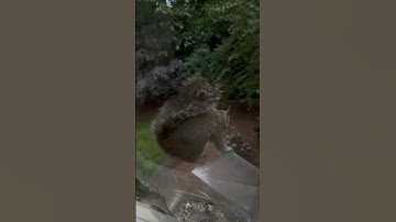 Screaming Squirrel is back 🐿️