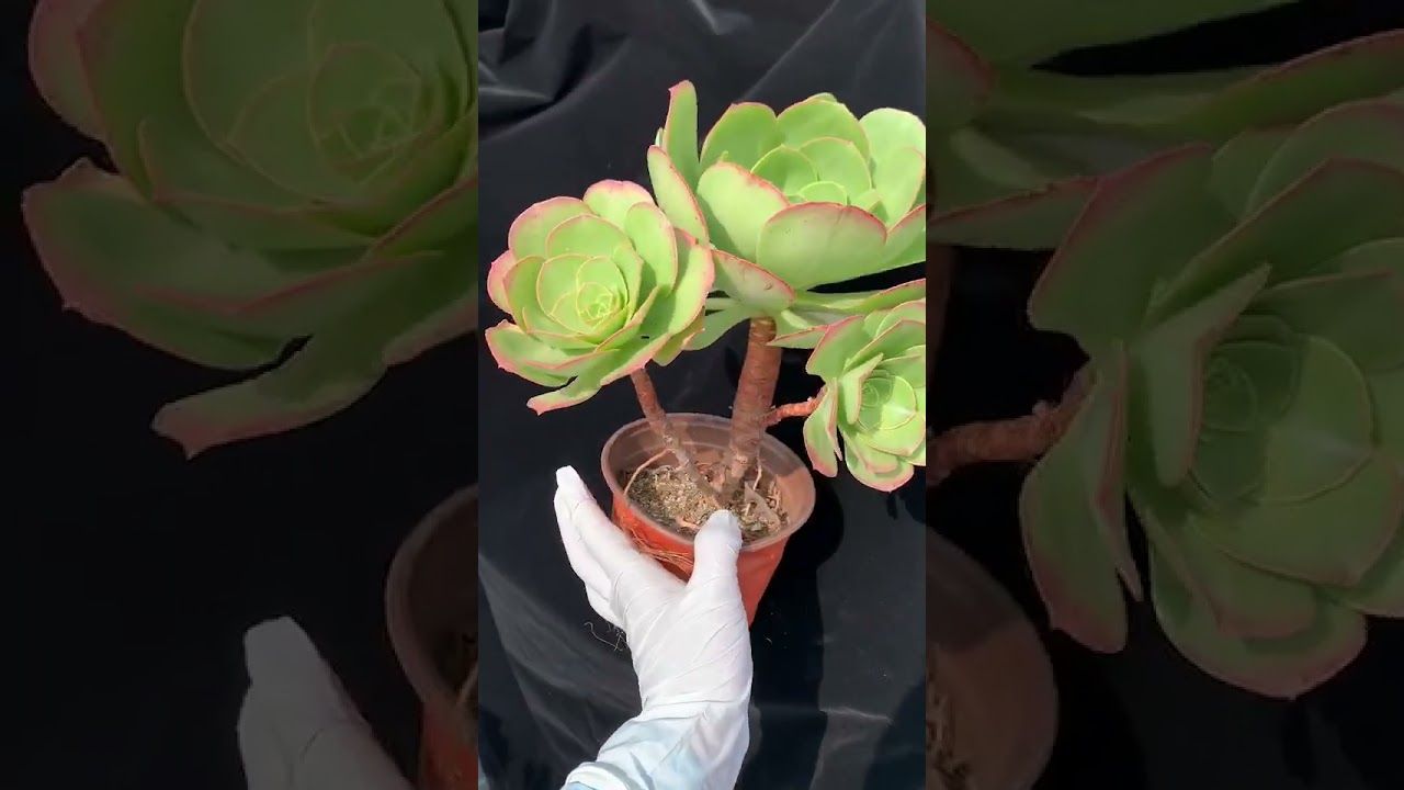 Aeonium canariense var. canariense 