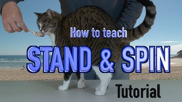 How to teach STAND & SPIN - CAT training tutorial