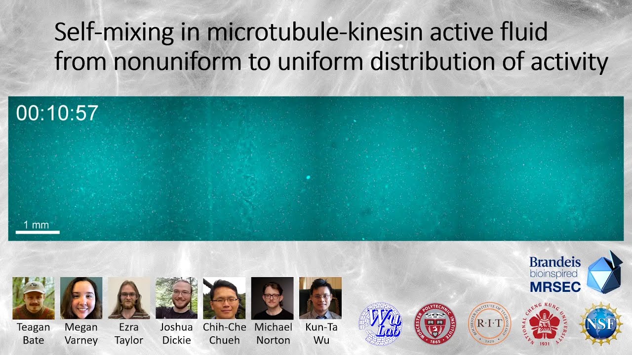 Self-mixing in microtubule-kinesin active fluid from nonuniform to uniform distribution of activity