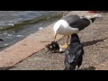 Lesser Black Backed Gull eating Egyptian gosling