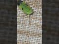 Ultra Instinct BUG 🐛. 😎😈 #ultrainstinct #goku #dragonball #bug #power