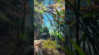 Merekam Keindahan Tersembunyi Di Bawah Air Sungai Apa Yang Ditemukan?