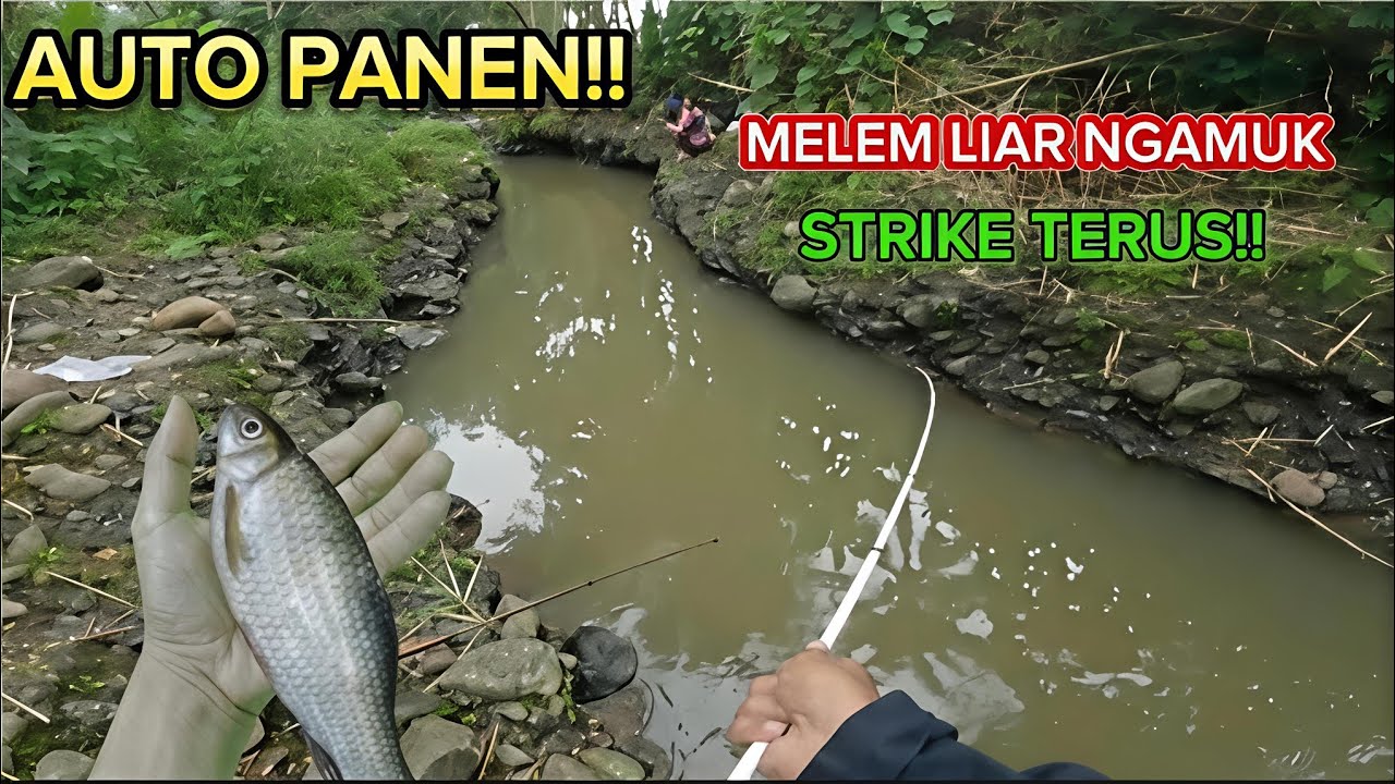 AUTO PANEN‼️ mancing ikan melem liar di sungai temanggung