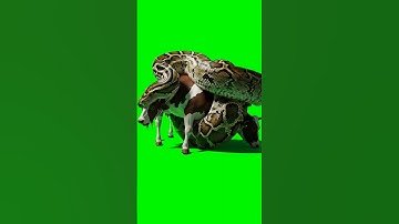 Green Screen Snake Python #python #snake #greenscreen #veo3 #videoai #shorts