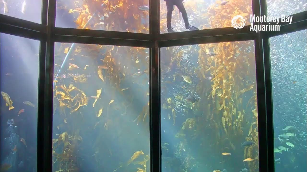 We’re seaing stars on the Kelp Forest Cam Monterey Bay Aquarium Live