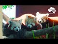 What are our red panda cubs doing now? | Australia Zoo Life