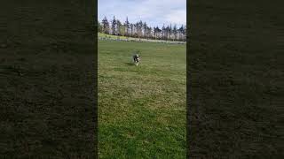American Bully