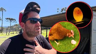 THE CHICKENS ARE EATING THE EGGS! S14.ep103