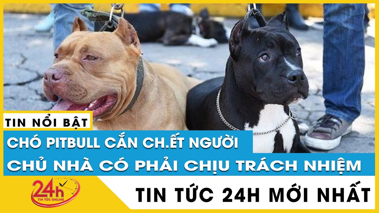 Mới nhất vụ chó pitbull cắn người tử vong ở Thanh Hóa: Gia đình đã ...