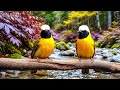 🔴 24/7 LIVE: Calm Piano &amp; Peaceful Birds 🎹 Mindfulness Music for Anxiety Relief