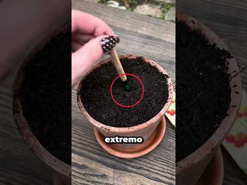 Este Lápiz Se Convierte En Una Planta 😳🌱