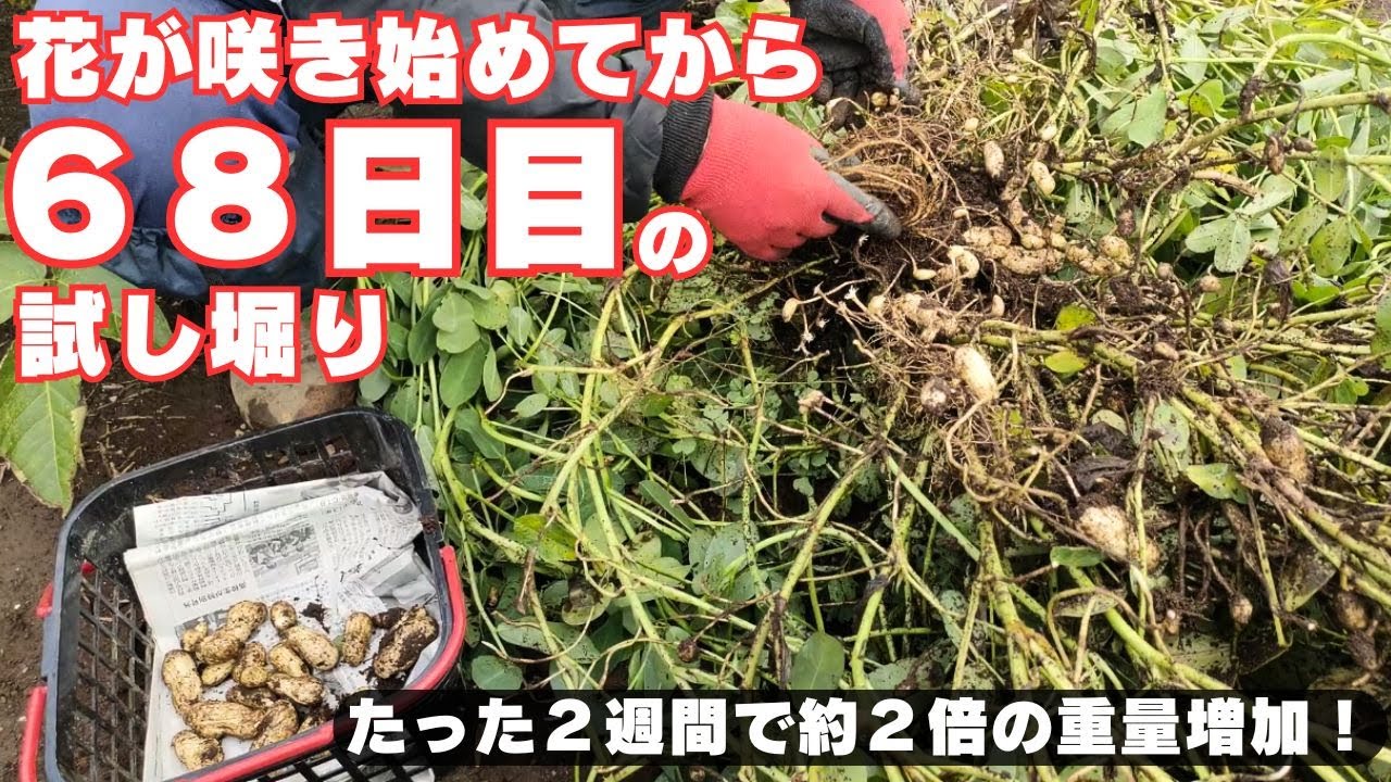 ❤️10kg✨菜の花どっっさり!!栽培期間中農薬不使用❤️ 花が咲き始めてから68日目の試し掘り【おおまさり】【落花生】【重量